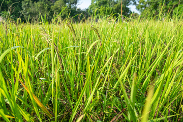 Fototapeta premium Ears of rice that are not yet ready to harvest. Riceberry. (Oryza sativa)