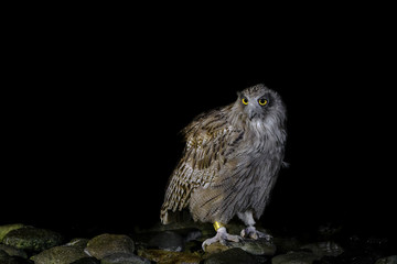 Blakiston's fish owl portrait