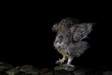 hunting Blakiston's fish owl portrait