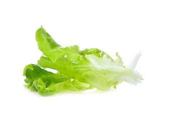 lettuce isolated on white background