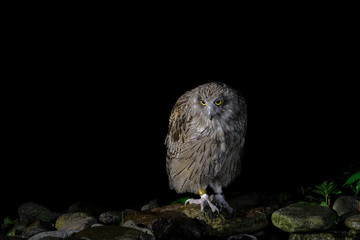 Blakiston's fish owl portrait