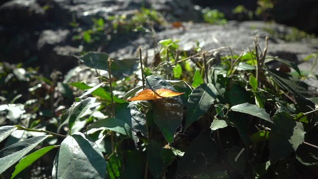 Slow Motion of a orange butterfly opening and closing its wings in the sun while standing in a green leaf.