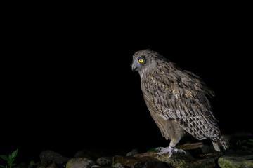 Blakiston's fish owl portrait