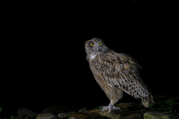 Blakiston's fish owl portrait