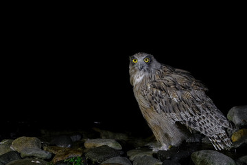 Blakiston's fish owl portrait