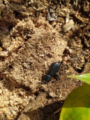 insecto de tierra