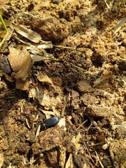 insecto de tierra