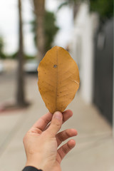 Close up of yellow leaf holded by hand 