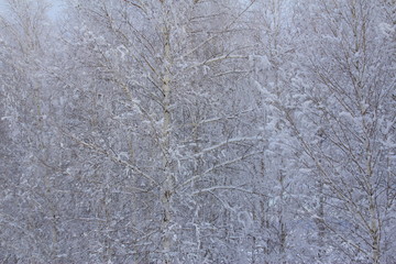snow on birches