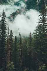 Gloomy foggy scenery with rocky mountain behind coniferous trees in low cloud. Atmospheric ghostly forest in dense fog among rocks. Alpine mysterious landscape at early morning. Hipster, vintage tones