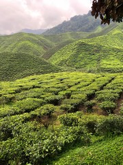 tea plantation, Malaysia, Cameron Highlands