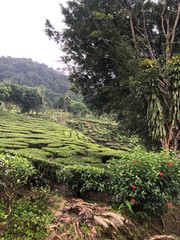 tea plantation in Cameron Highlands, Malaysia