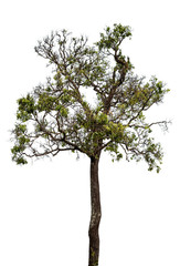 tree isolated on white background