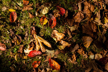 紅葉の落ち葉敷き詰め　背景イメージ　