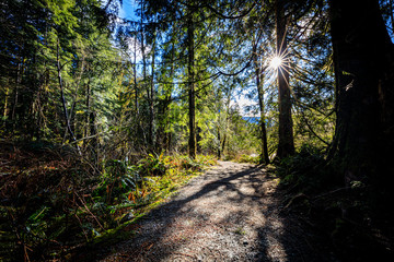 Sun star through trees along gold creek trail