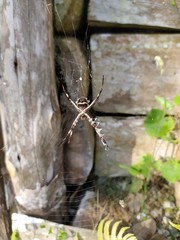 araña cazadora