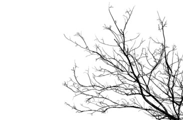 Fototapeta na wymiar Branches of tree in silhouette, uprisen angle. The high contrast style on white background, vector file
