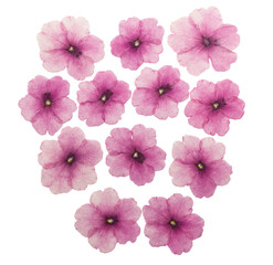 Pressed and dried flowers verbena, isolated on white background. For use in scrapbooking, floristry or herbarium.