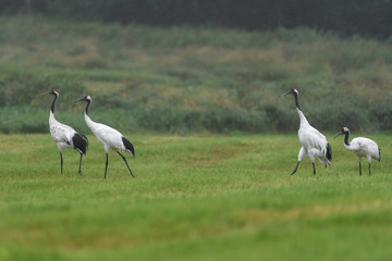 Obraz na płótnie Canvas group of red crowned crane walking on the grass