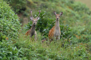 group of curious yezo sika deer looking at the camera