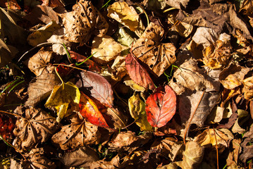 紅葉の落ち葉敷き詰め　背景イメージ　