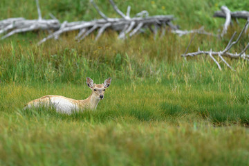yezo sika deer resting on the grass
