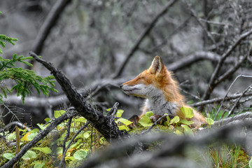 japanese red fox standing on a mossy tree stump