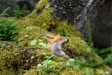 Obraz premium sleepy japanese red fox resting on a mossy tree stump