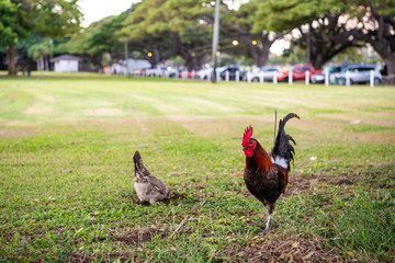 A rooster in a park in Honolulu, Hawaii.