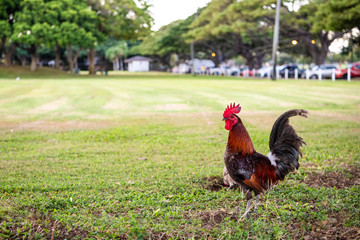 A rooster in a park in Honolulu, Hawaii.