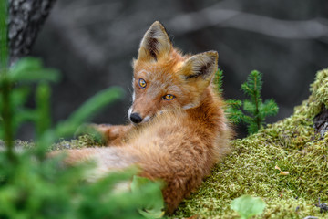 sleepy japanese red fox resting on a mossy tree stump