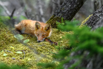 sleepy japanese red fox resting on a mossy tree stump