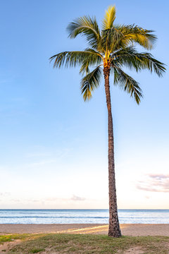Naklejki One beautiful palm tree on the beach at sunrise, at Waikiki Beach in Honolulu, HI. Portrait orientation.