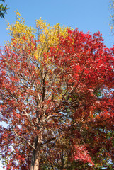 美しい立木の黄葉と紅葉のハーモニー