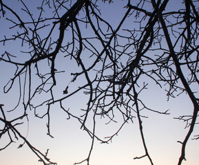 winter tree branches against the sky