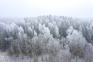 Obraz na płótnie Canvas trees in mixed forest covered with hoarfrost. foggy winter landscape. aerial view from the drone