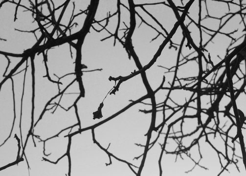 winter tree branches against the sky