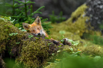 sleepy japanese red fox resting on a mossy tree stump - 321970437