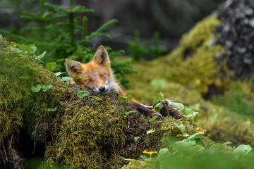 sleepy japanese red fox resting on a mossy tree stump