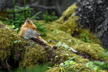 sleepy japanese red fox resting on a mossy tree stump