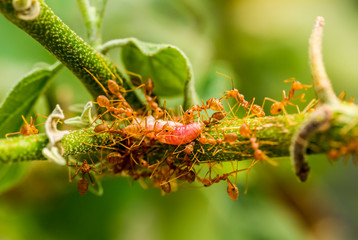 Ants biting and pulling worm on tree branch, outdoor  Chiangmai Thailand