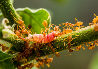 Ants biting and pulling worm on tree branch, outdoor  Chiangmai Thailand