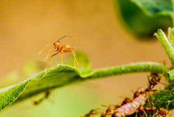 Ants climbing on tree , outdoor  Chiangmai Thailand