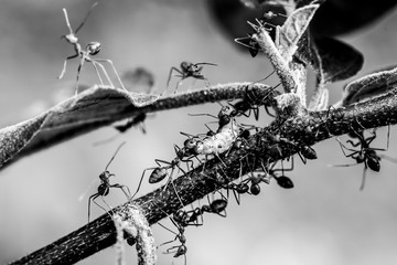 Ants biting and pulling worm on tree branch, outdoor  Chiangmai Thailand