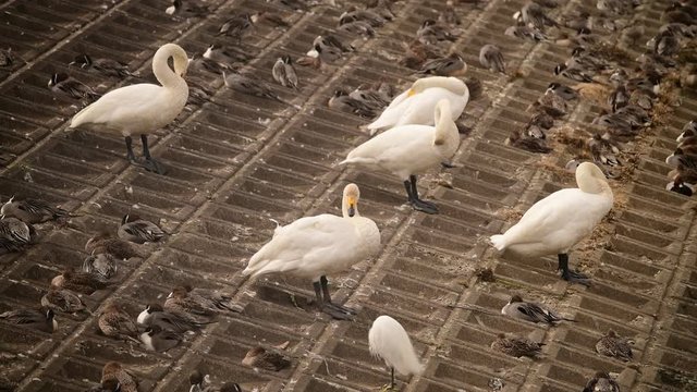 曇り空ですが、穏やかな天気です。ブロック斜面で、オオハクチョウ成鳥たちが、一斉に羽繕いしています。手前にはコサギもいます。オナガガモたちは、伏せています。日本、千葉県。2020年2月。