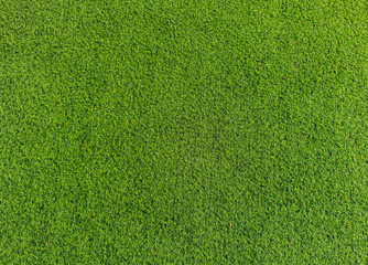 Green grass soccer field background.