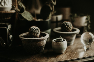 cactus