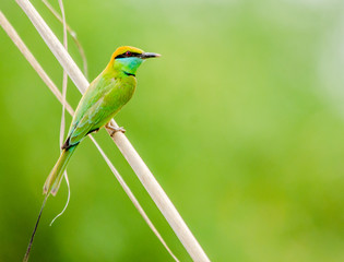 The green bee-eater, also known as little green bee-eater, is a near passerine bird in the bee-eater family.