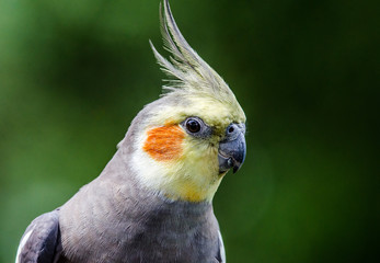 The Cockatiel, also known as the Quarrion and the Weiro, is a member of the cockatoo family. 