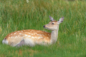 yezo sika deer fawn resting on the grass